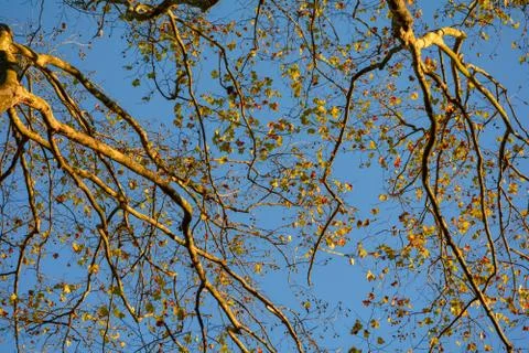 Golden Branches Stock Photos