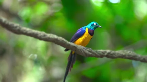 Golden breasted starling bird perched on a thick rope with green forest bg Stock Footage 328533981