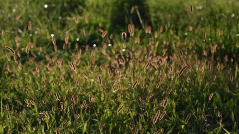 Golden bristlegrass Stock Footage 83294053