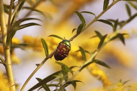 Golden Bronzova beetle Stock Photos