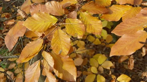 Golden brown beech tree leaves at fall in the forest. Stock Footage 219437686