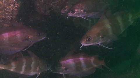 Golden brown Bib fish   Stock Footage 47859247