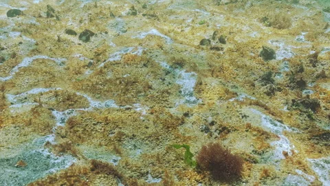 Golden-brown biofilm of microorganisms with tiny gas bubbles and whitish patches Stock Footage 333594426