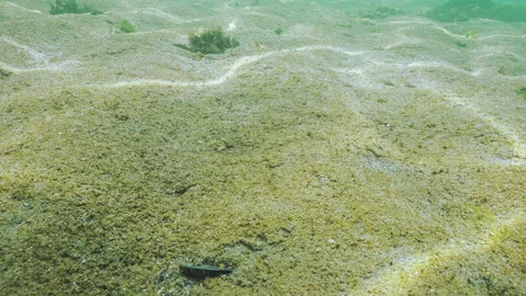 Golden-brown biofilm with multiple tiny gas bubbles shining in sunlight covers Stock Footage 333594941