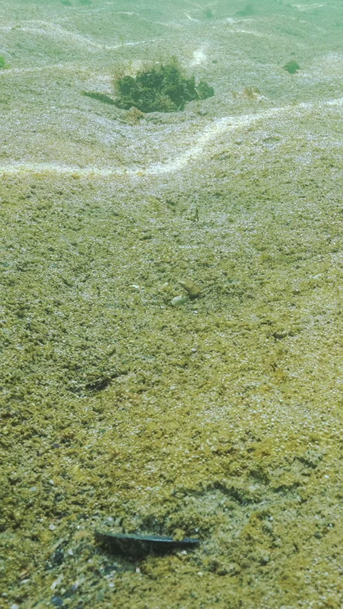 Golden-brown biofilm with multiple tiny gas bubbles shining in sunlight covers Stock Footage 338022694