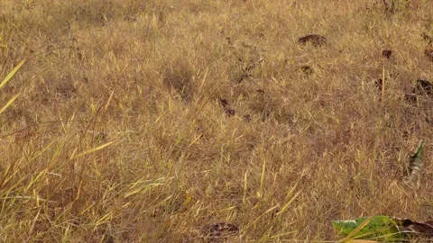 Golden Brown Dry Grass Video stock 336688320