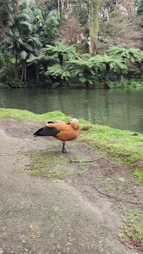 Golden Brown Duck Stock Footage 269529950