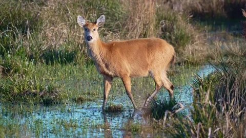 Golden Brown Marsh Deer Walking Through Shallow Wetland in Argentina Vidéo 340867954