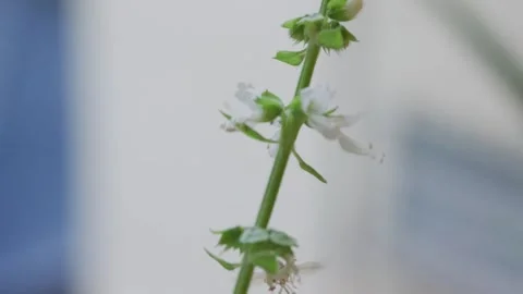 Golden-brown native bee passing through shallow depth of field creating soft Stock Footage 321899861