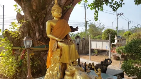 Golden Buddha statue under the tree Stock Footage 263895319