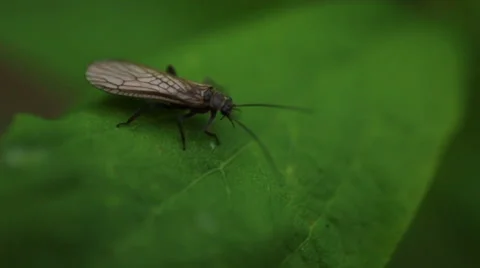 Golden bug walks on a leaf, extreme close-up Stock Footage 51745930