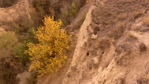 Golden bush Stock Footage 143593115