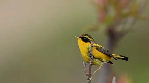 Golden Bush Robin Dancing on Spring Perch Stock Footage 338432155