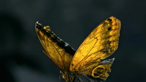 Golden Butterfly Close Up. Stock Footage 307264119