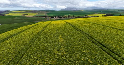 Golden Canola Fields from Above in the Overberg region, Western Cape Stock Footage 344660654