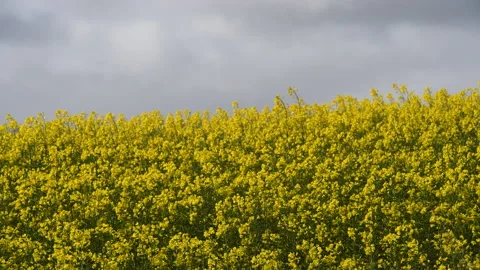 Golden Canola Stock Footage 161234530