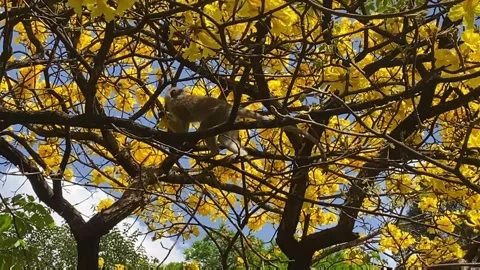 Golden Canopy and Curious Monkey: Blossoming Trees at Nairobi Arboretum, Kenya Stock Footage 291493431