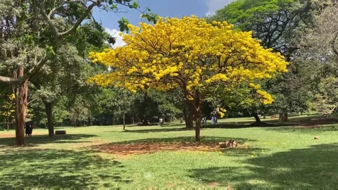 Golden Canopy: Blossoming Trees and Yellow Leaves at Nairobi Arboretum, Kenya Stock Footage 291492853