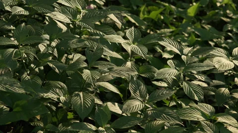 Golden Canopy: Sunlight Filtering Through Leaves in a Park, Ethereal Scene Stock-Footage 319401891