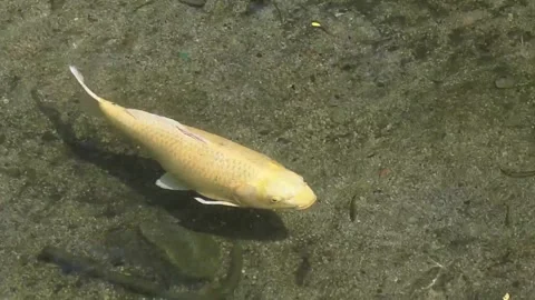 Golden Carp Swimming Gracefully Through Clear Shallow Stream Video stock 341801115