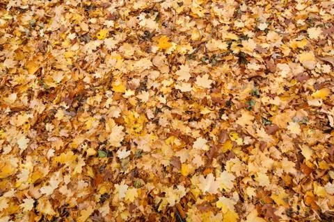 Golden carpet Stock Photos