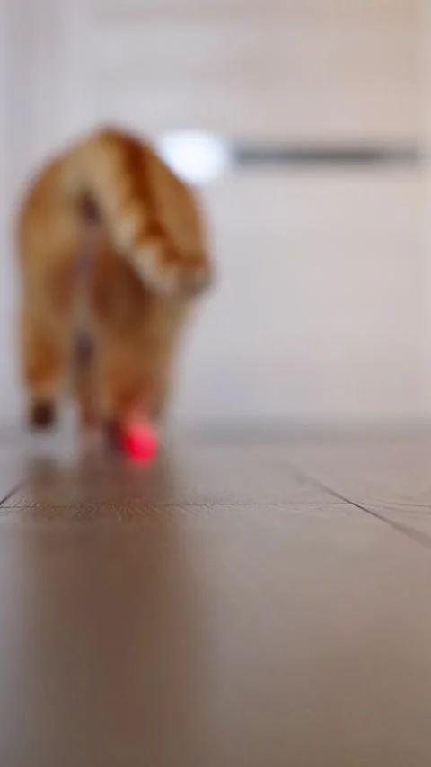 Golden cat chases red dot on floor Stock Footage 335408988