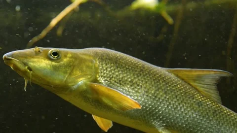 Golden cat fish Stock Footage 135038619