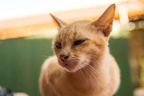 Golden Cat Stock Photos