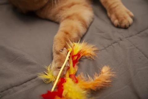 Golden Cat Playing Stock Photos