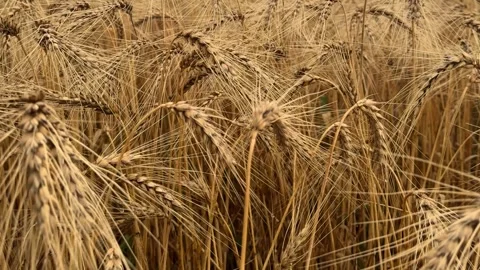 Golden Cereal Field Panning View Vidéo 340340681