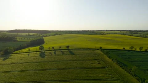 Golden cereal fields cover rolling countryside at low sun. Tractor lines 스톡 동영상 342805616