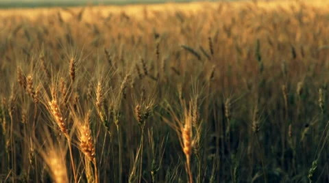 The golden cereals field 2(pan) Stock Footage 34380859
