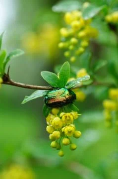 Golden cetonia bug Stock Photos