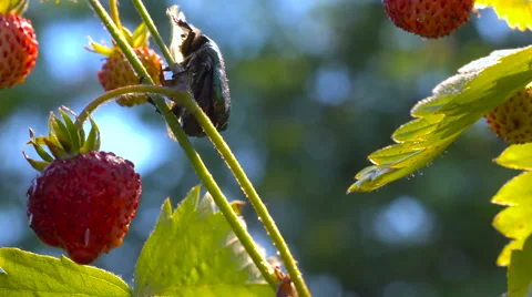 Golden Chafer beetle falling from strawberry bush.Cetonia aurata Stock Footage 64085178