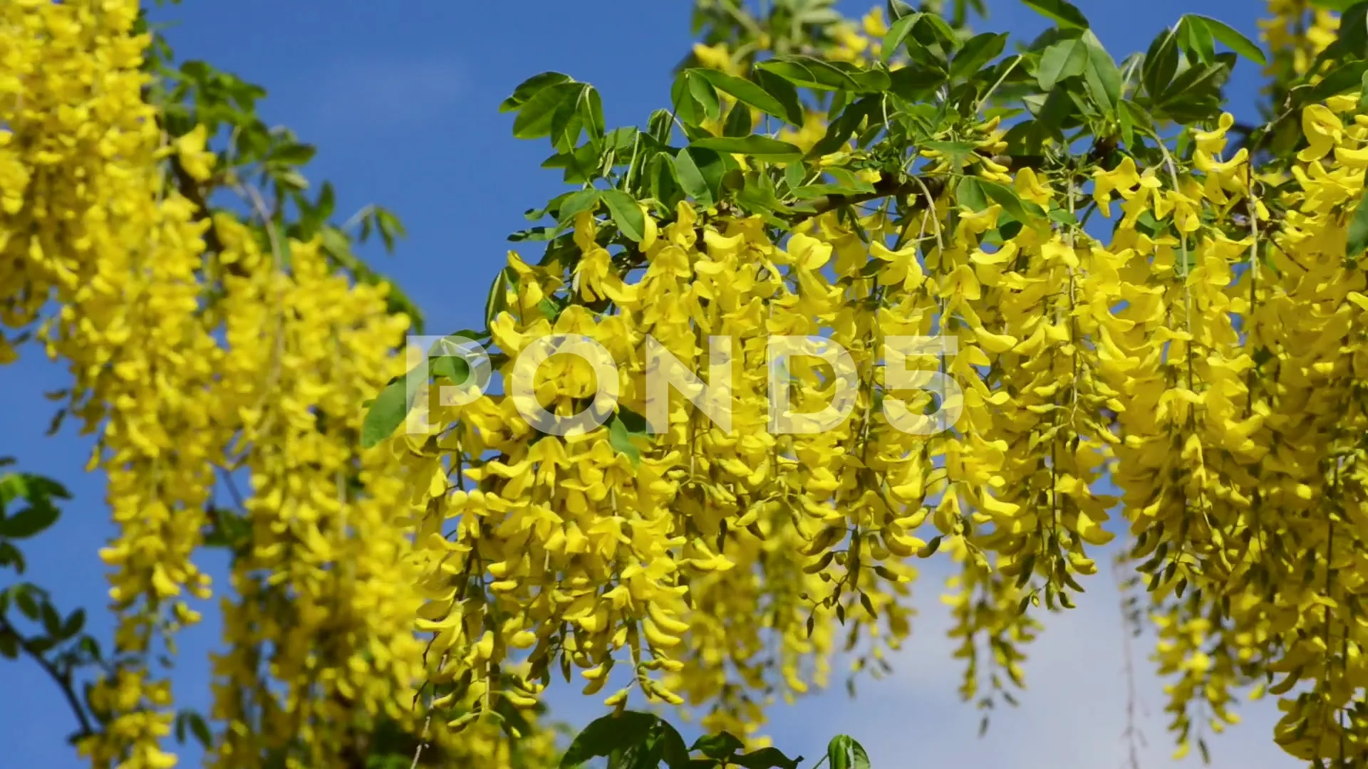 Share 79+ laburnum wallpaper latest - in.iedunet.edu.vn