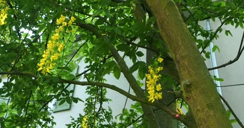 Golden Chain Tree Blossoms Gently Swaying in Spring Stock Footage 336218656
