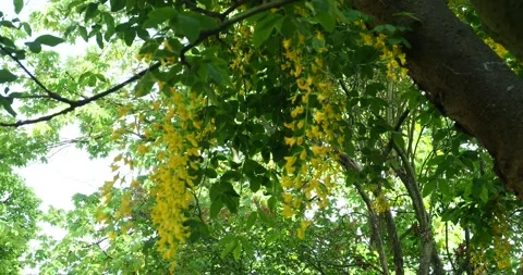 Golden Chain Tree Blossoms in the Wind Low Angle View Vídeos de archivo 336218416