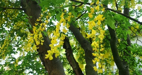 Golden Chain Tree Blossoms in the Wind Vídeos de archivo 336218493