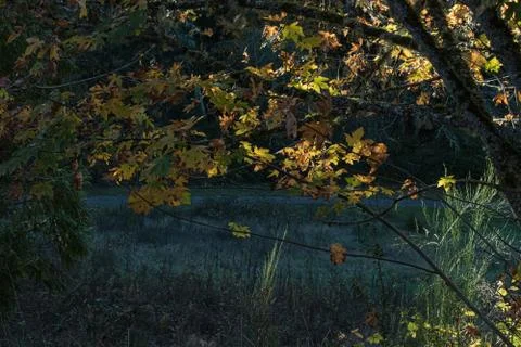 Golden changing maple leaves in fall over woodland cleared path Foto stock