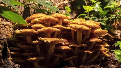 GOLDEN CHESTNUT 6 库存影片 272790710