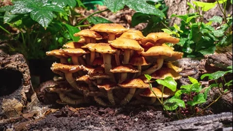 GOLDEN CHESTNUT 7 库存影片 272790668