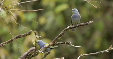 Golden-chevroned tanagers in tree Stock Footage 342259729
