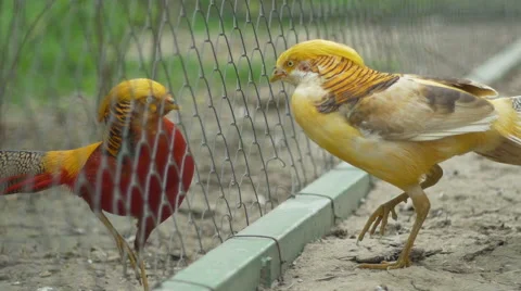 Golden Chinesse Pheasant Stock Footage 62098116