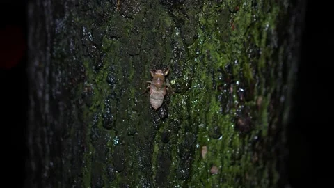 Golden cicada larvae know the monkey Stock Footage 205104696