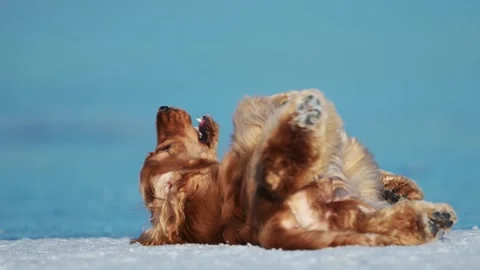 Golden Cocker Spaniel joyfully runs and jumps on ice, playing in winter Stock Footage 304686060