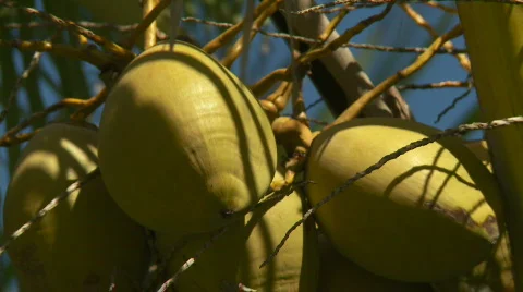 Golden coconuts Stock Footage 768359