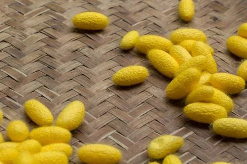 Golden cocoon silk Stock Photos