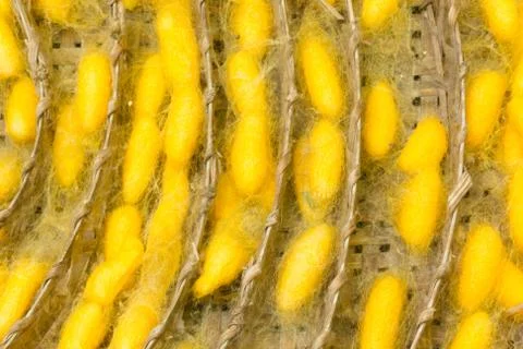 Golden cocoons for a background image. Foto stock