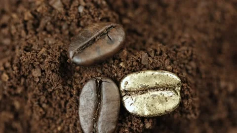 Golden coffee beans. Three roasted coffee beans lie on the ground coffee and Stock Footage 152671453