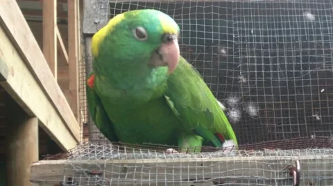 Golden Collared Macaw Stock Footage 65190824